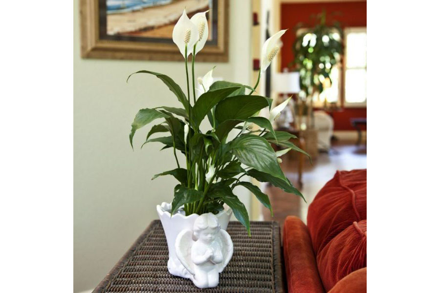 調(diào)溫除濕機(jī)產(chǎn)品說(shuō)明.調(diào)溫除濕機(jī)怎么挑選