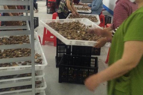 山藥烘干除濕機