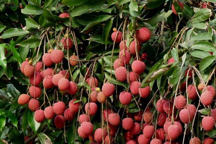 房間發(fā)霉可能造成肺炎？這些人需要注意了