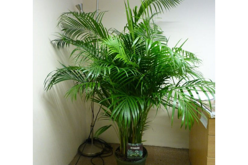 電力用除濕機(jī)的類型比較