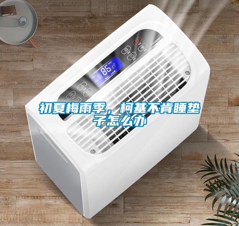 初夏梅雨季，柯基不肯睡墊子怎么辦