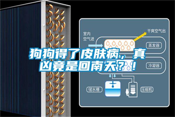 狗狗得了皮膚病，真兇竟是回南天？！