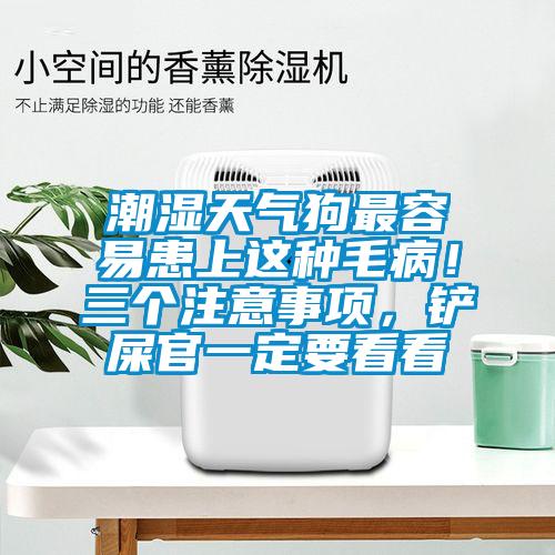 潮濕天氣狗最容易患上這種毛病！三個(gè)注意事項(xiàng)，鏟屎官一定要看看