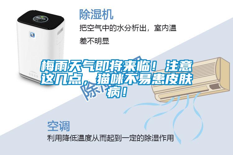 梅雨天氣即將來臨！注意這幾點(diǎn)，貓咪不易患皮膚病！