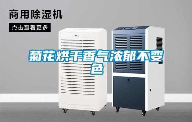 菊花烘干香氣濃郁不變色