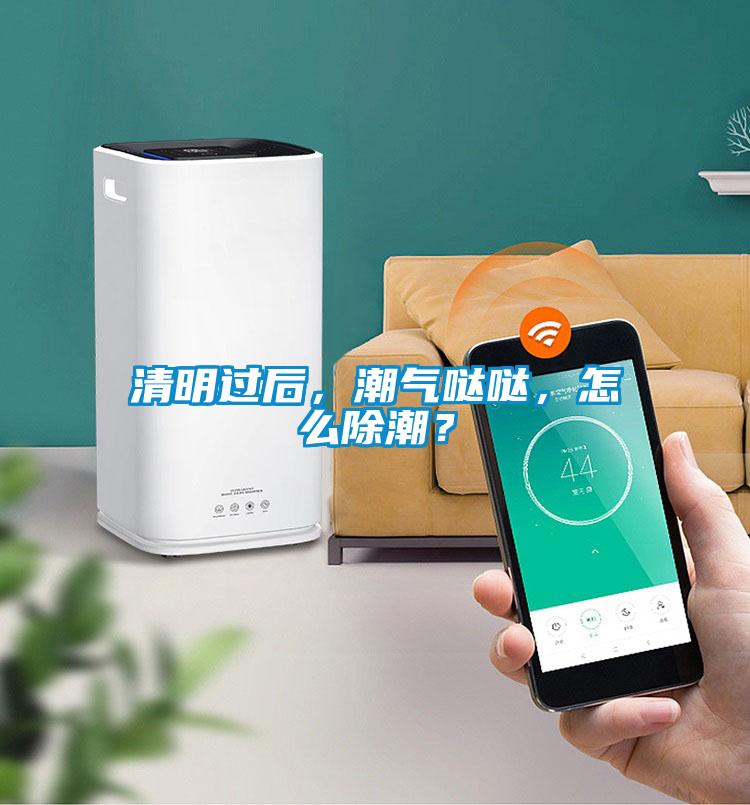 清明過后，潮氣噠噠，怎么除潮？