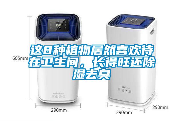 這8種植物居然喜歡待在衛(wèi)生間，長(zhǎng)得旺還除濕去臭