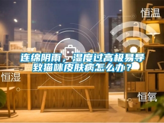 常見問題連綿陰雨，濕度過高極易導(dǎo)致貓咪皮膚病怎么辦？
