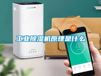 企業(yè)新聞工業(yè)除濕機(jī)原理是什么
