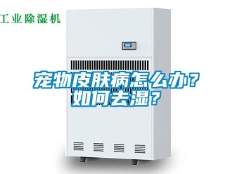 常見問題寵物皮膚病怎么辦？如何去濕？