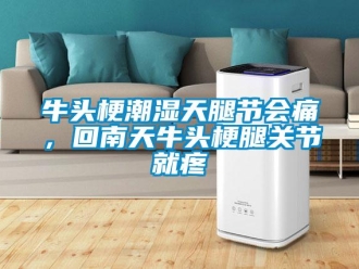 行業(yè)新聞牛頭梗潮濕天腿節(jié)會(huì)痛，回南天牛頭梗腿關(guān)節(jié)就疼