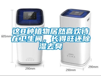 知識百科這8種植物居然喜歡待在衛(wèi)生間，長得旺還除濕去臭