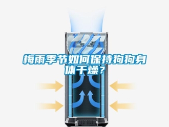 常見問題梅雨季節(jié)如何保持狗狗身體干燥？